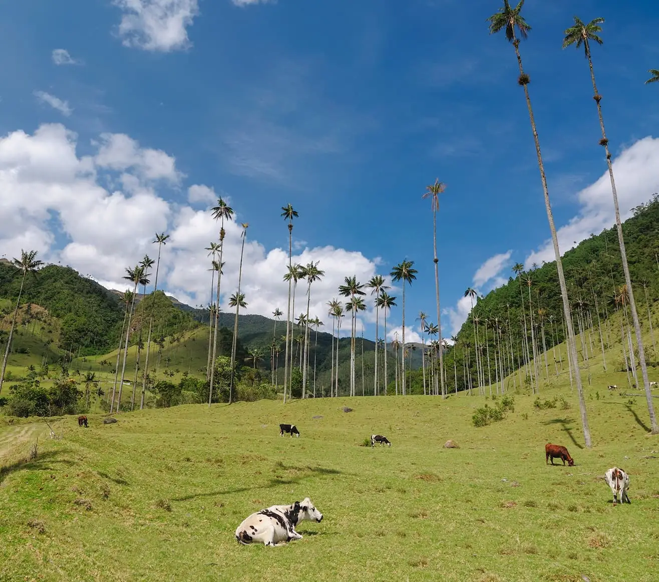 Coffee plantation landscape in Colombia's Coffee Region (Eje Cafetero)